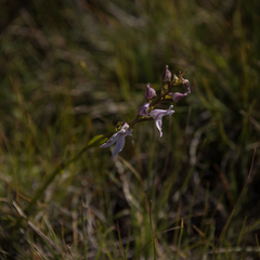 Brownleea recurvata