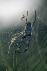 Trichonephila senegalensis