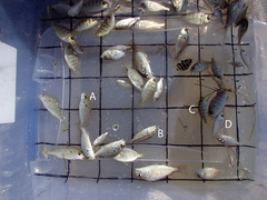 Eucinostomus argenteus