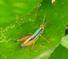 Caryanda spuria