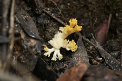 Ramaria capitata