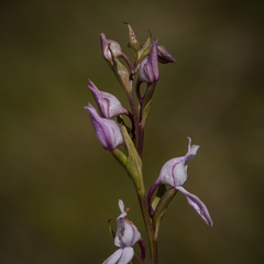 Brownleea recurvata