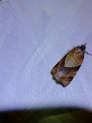 Philedone gerningana