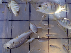 Eucinostomus argenteus