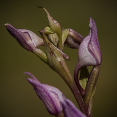Brownleea recurvata