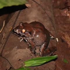 Limnonectes malesianus
