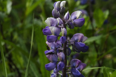 Lupinus nootkatensis