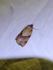 Philedone gerningana