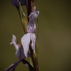 Brownleea recurvata