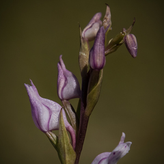 Brownleea recurvata