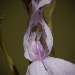 Brownleea recurvata