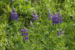Lupinus nootkatensis