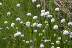 Eriophorum scheuchzeri