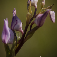 Brownleea recurvata