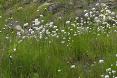 Eriophorum scheuchzeri