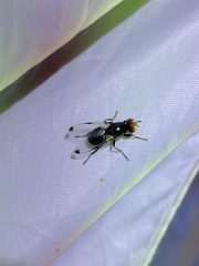 Seioptera vibrans
