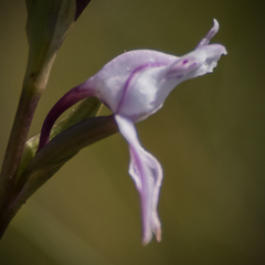 Brownleea recurvata