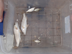 Leiostomus xanthurus