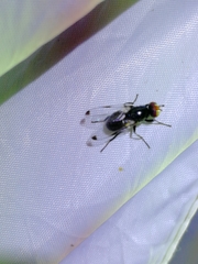 Seioptera vibrans