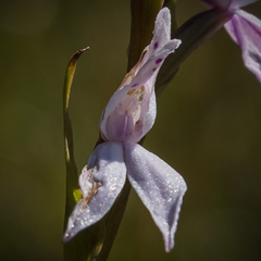 Brownleea recurvata