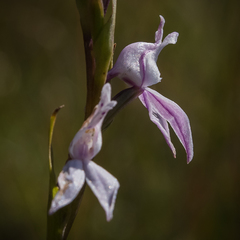 Brownleea recurvata