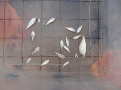 Leiostomus xanthurus
