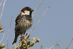 Passer hispaniolensis