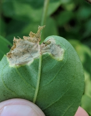 Agromyza soka