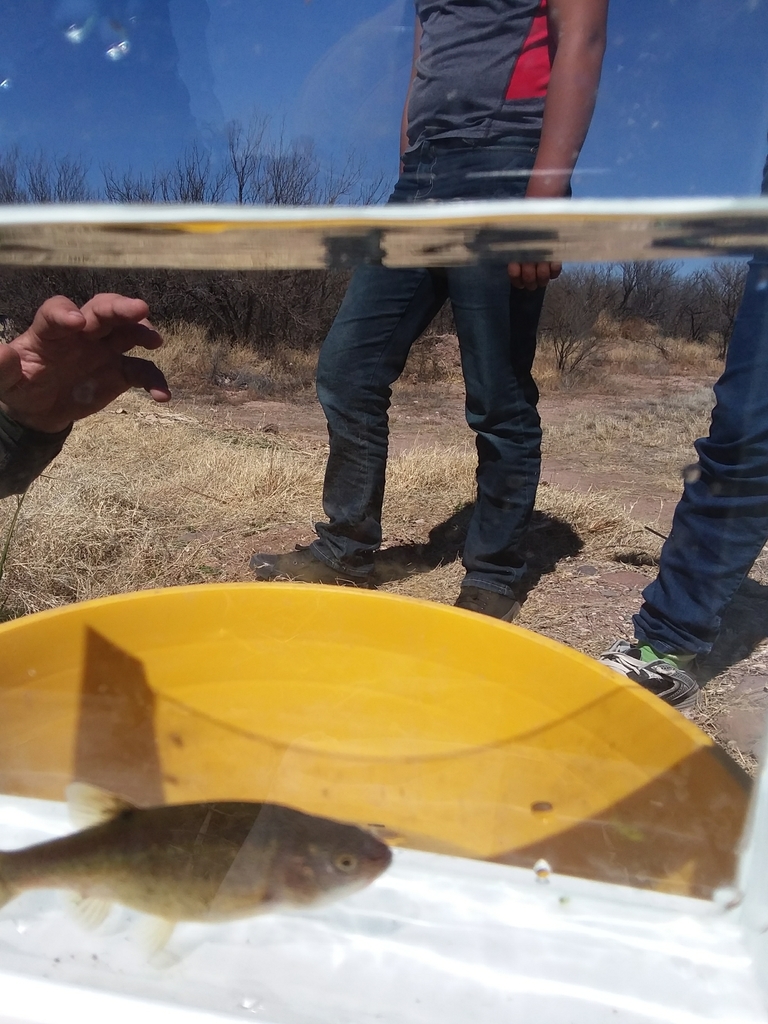 Yaqui chub (Gila purpurea) — Cyprinidae