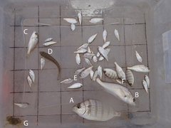 Leiostomus xanthurus
