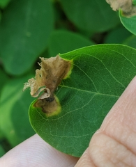 Agromyza soka