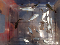 Leiostomus xanthurus
