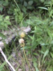 Carex molesta