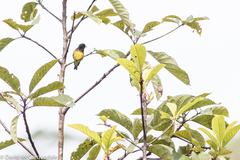 Spinus xanthogastrus