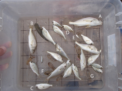 Leiostomus xanthurus