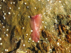 Eurylepta aurantiaca