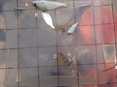 Leiostomus xanthurus