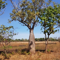 Adansonia gregorii