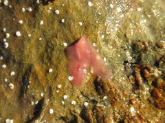 Eurylepta aurantiaca