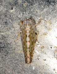 Osbornellus clarus