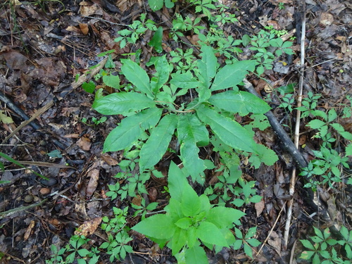 Arisaema dracontium image