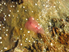 Eurylepta aurantiaca