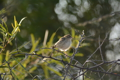 Cisticola juncidis