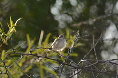 Cisticola juncidis