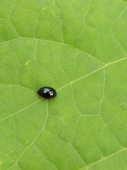 Coleoptera