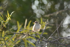 Cisticola juncidis