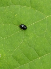 Coleoptera