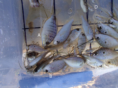 Leiostomus xanthurus