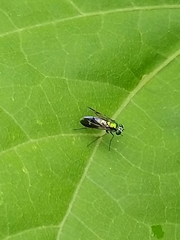 Diptera