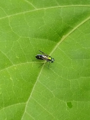 Diptera